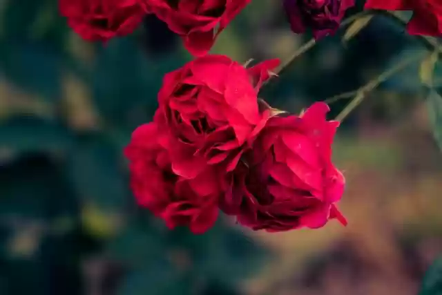 Free download flowers roses garden beauty bloom free picture to be edited with GIMP free online image editor