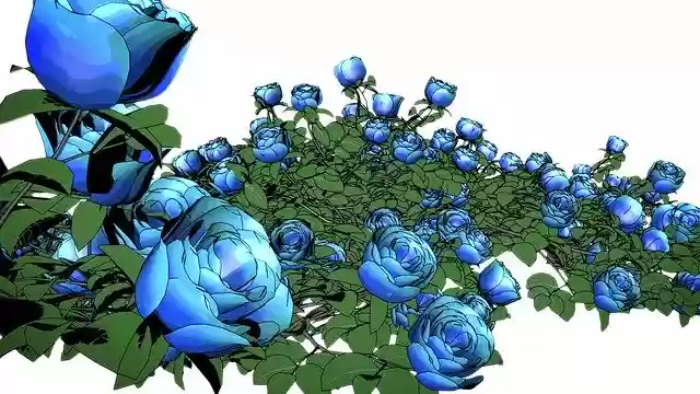 Free download Flowers Roses Rose free illustration to be edited with GIMP online image editor
