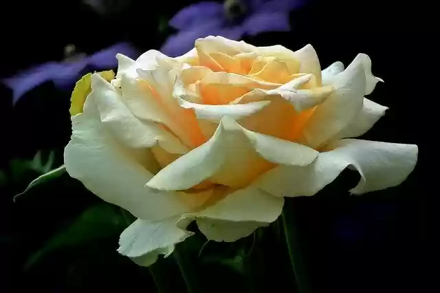 Free download Flowers Roses Tea -  free photo or picture to be edited with GIMP online image editor
