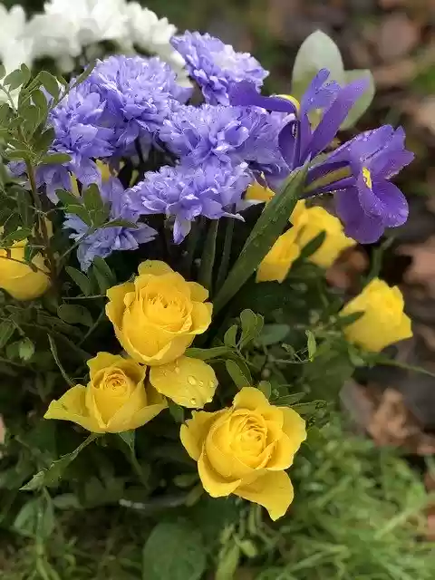 Free download Flowers Roses Yellow -  free photo or picture to be edited with GIMP online image editor