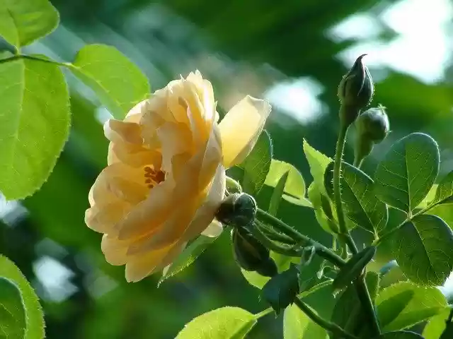 Free download Flowers Rose Yellow -  free photo or picture to be edited with GIMP online image editor