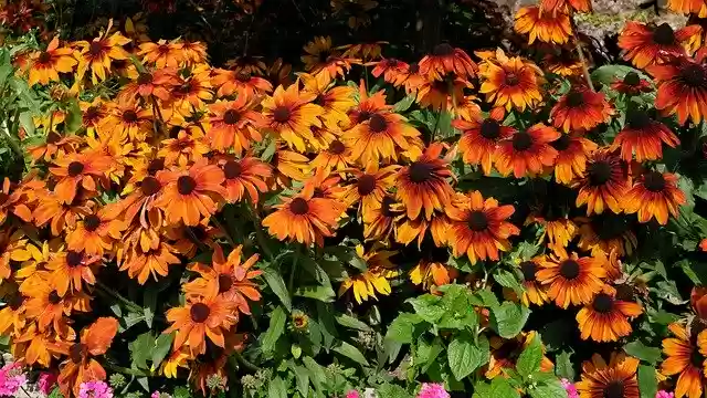 Free download Flowers Rudbekia Autumn -  free photo or picture to be edited with GIMP online image editor