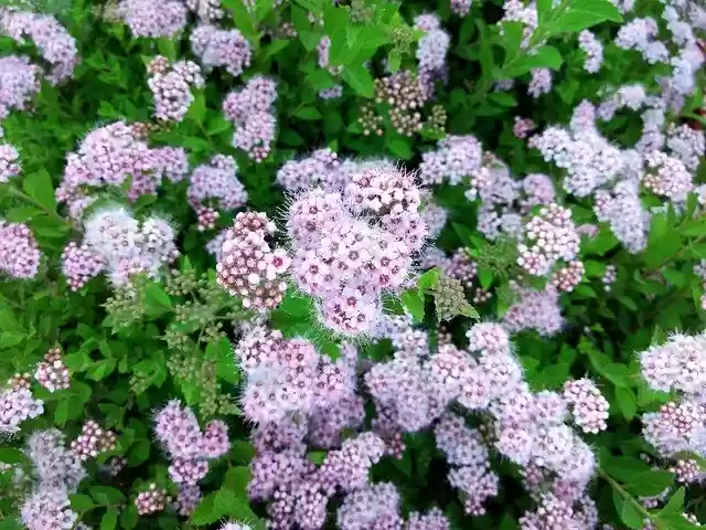Free download Flowers Shrub Beauty -  free photo or picture to be edited with GIMP online image editor
