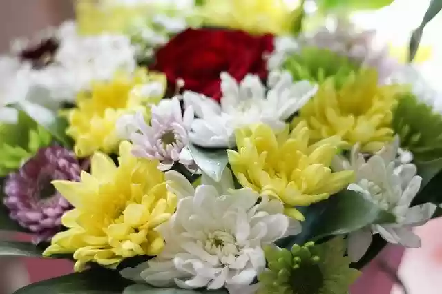 Free download Flowers Spring Flower -  free photo or picture to be edited with GIMP online image editor