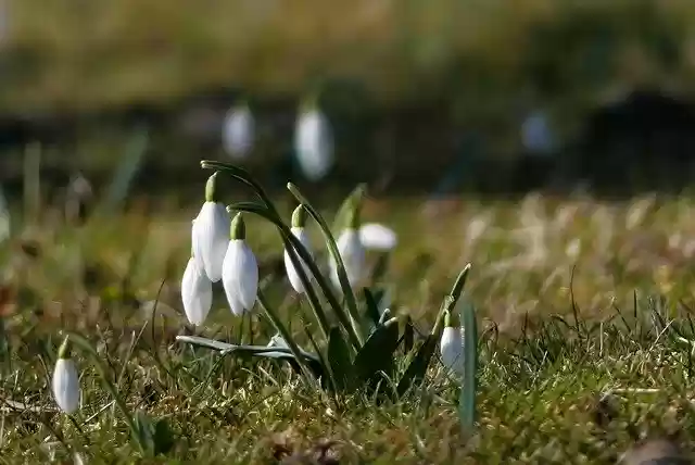 Free download flowers spring snowdrops nature free picture to be edited with GIMP free online image editor