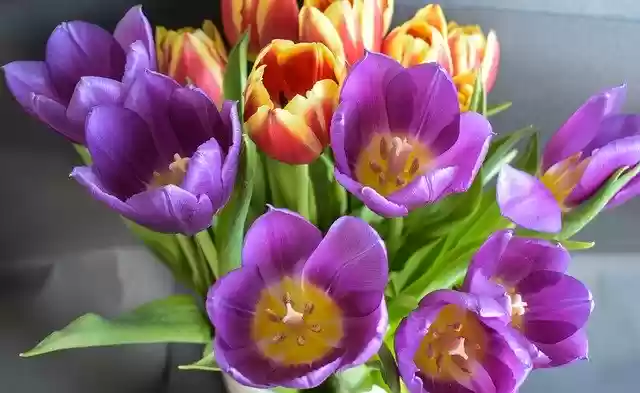 Free download Flowers Spring Tulip -  free photo or picture to be edited with GIMP online image editor