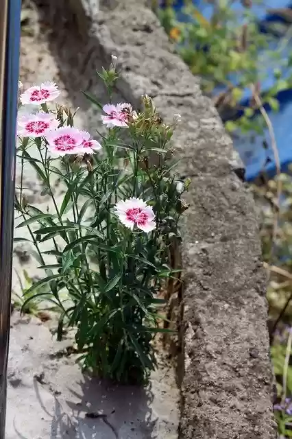 Free download Flowers Stone Next Gil -  free free photo or picture to be edited with GIMP online image editor