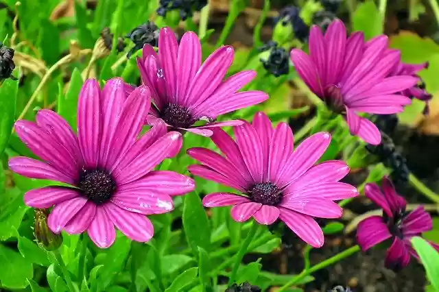 Free download Flowers Summer Garden -  free photo or picture to be edited with GIMP online image editor