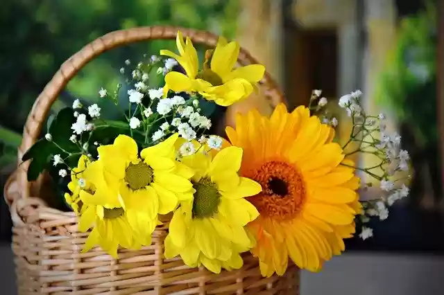 Free download Flowers Sunflower Summer -  free photo or picture to be edited with GIMP online image editor