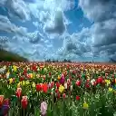 FLOWERS THEME  screen for extension Chrome web store in OffiDocs Chromium