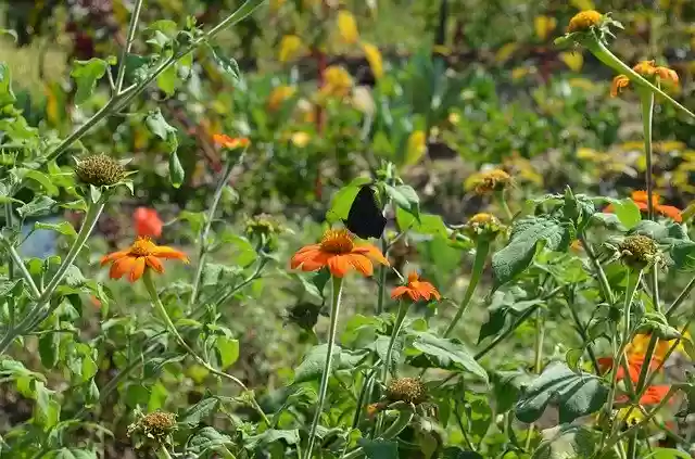 Free download Flowers Tithonie Close Up -  free photo or picture to be edited with GIMP online image editor