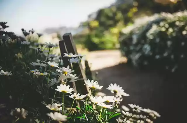 Free download flowers travel nature da lat free picture to be edited with GIMP free online image editor