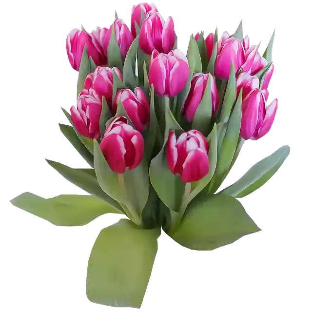 Free download Flowers Tulips Isolated -  free illustration to be edited with GIMP online image editor