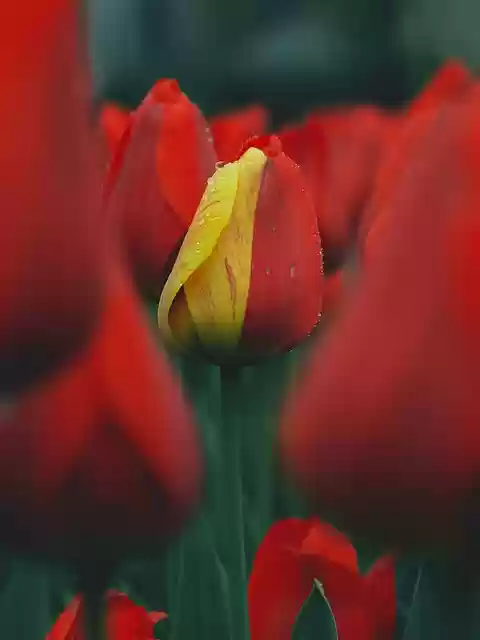 Free download flowers tulips petals spring free picture to be edited with GIMP free online image editor
