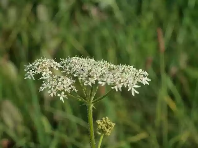 Free download Flower Summer Bokeh Close -  free photo or picture to be edited with GIMP online image editor