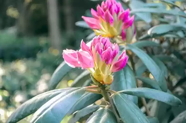 Free download Flower Summer Nature -  free photo or picture to be edited with GIMP online image editor