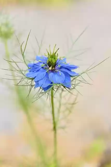 Free download flower summer nature landscape free picture to be edited with GIMP free online image editor