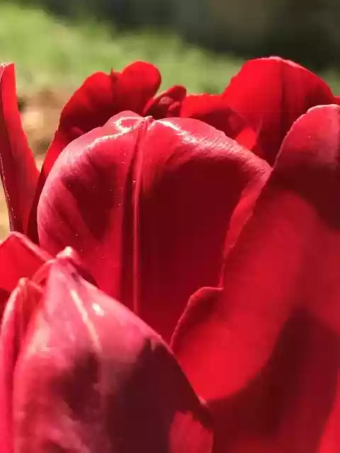 Free download Flower Summer Red -  free photo or picture to be edited with GIMP online image editor