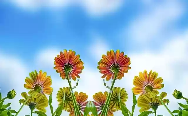 Free download Flower Summer Spring -  free photo or picture to be edited with GIMP online image editor