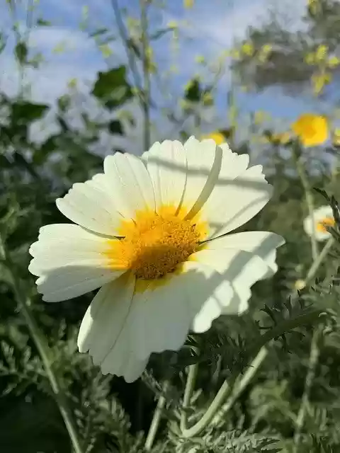 Free download Flower Sunny Daisy -  free photo or picture to be edited with GIMP online image editor