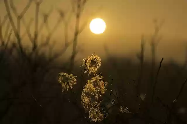 Free download Flower Sunset Nature -  free photo or picture to be edited with GIMP online image editor