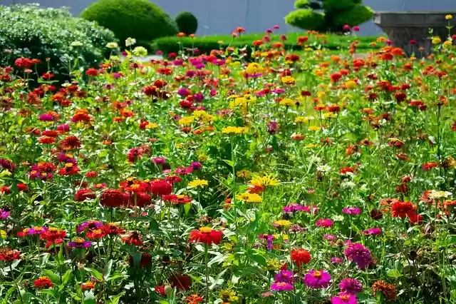 Free download Flowers Vietnam Hoi An -  free photo or picture to be edited with GIMP online image editor