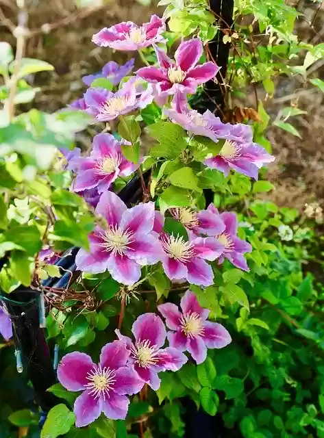 Darmowe pobieranie Kwiaty Fioletowy Ogród - darmowe zdjęcie lub obraz do edycji za pomocą internetowego edytora obrazów GIMP