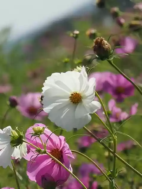 دانلود رایگان Flowers White Blossom - عکس یا تصویر رایگان قابل ویرایش با ویرایشگر تصویر آنلاین GIMP