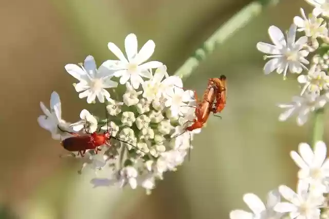Free download Flowers White Color Plants -  free photo or picture to be edited with GIMP online image editor