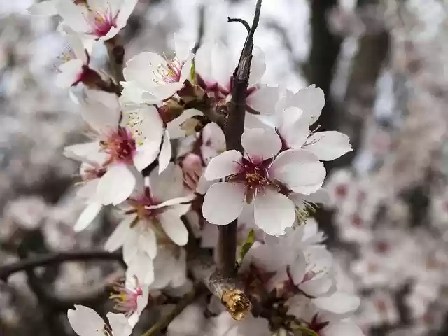 Free download Flowers White Flower Peral -  free free photo or picture to be edited with GIMP online image editor