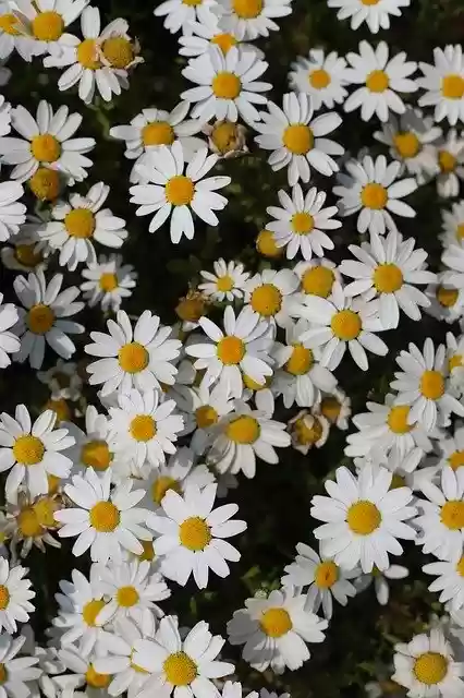 Descargue gratis la plantilla de fotos gratis Flowers White Flower Plants para editar con el editor de imágenes en línea GIMP