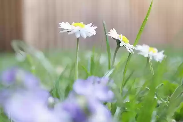 Free download Flowers White Green -  free photo or picture to be edited with GIMP online image editor