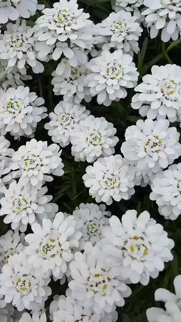 Free download Flowers White Nature -  free photo or picture to be edited with GIMP online image editor