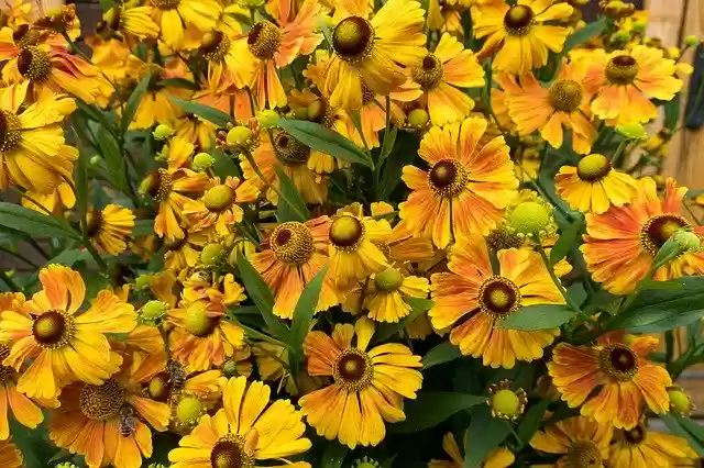 Free download Flowers Yellow Flower Garden -  free photo or picture to be edited with GIMP online image editor
