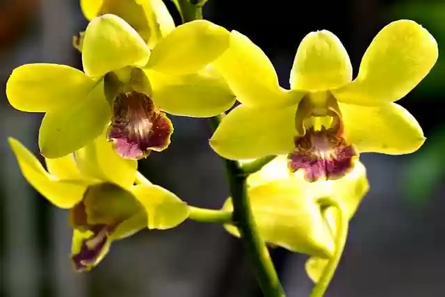 Free download flowers yellow orchid dendrobium free picture to be edited with GIMP free online image editor