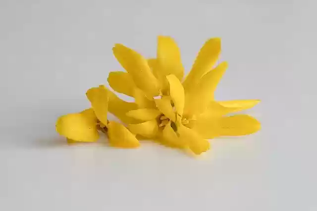 Free download Flowers Yellow Sneezing -  free photo or picture to be edited with GIMP online image editor