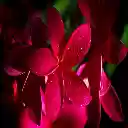 FLOWER THEME  screen for extension Chrome web store in OffiDocs Chromium