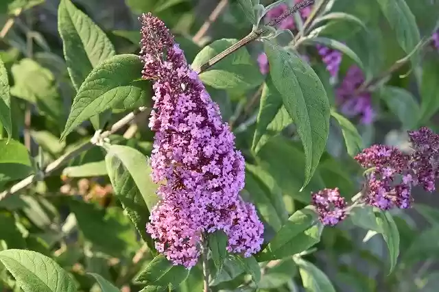 Free download Flower Tree Butterfly Buddleia -  free photo or picture to be edited with GIMP online image editor