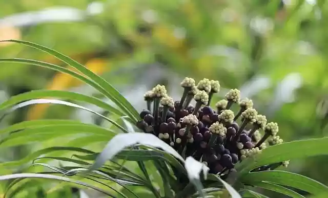 Free download flower tree leaves green background free picture to be edited with GIMP free online image editor