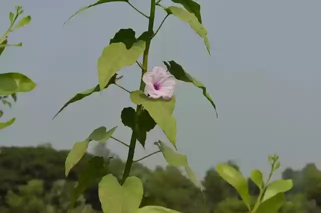 Unduh gratis Bunga Pohon Alam - foto atau gambar gratis untuk diedit dengan editor gambar online GIMP