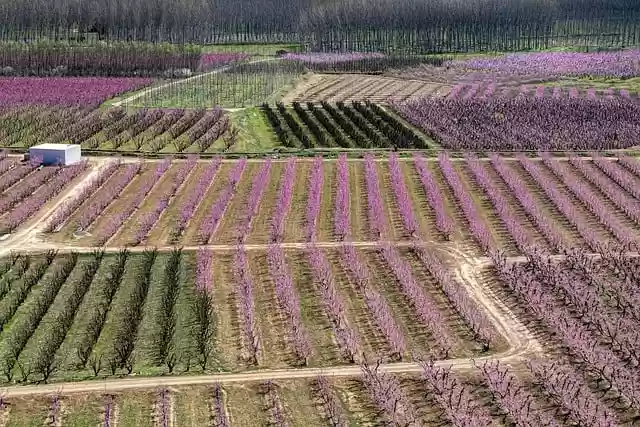 Free download flower trees fruit trees farming free picture to be edited with GIMP free online image editor