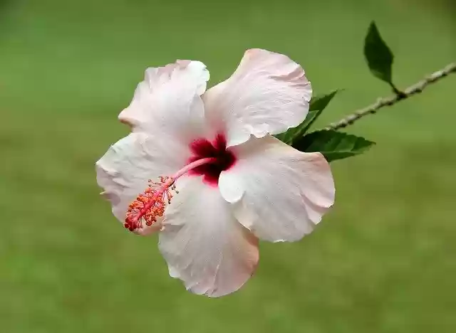 Free download Flower Tropical Flowers -  free photo or picture to be edited with GIMP online image editor