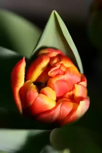 Free download flower tulip bloom blossom petals free picture to be edited with GIMP free online image editor