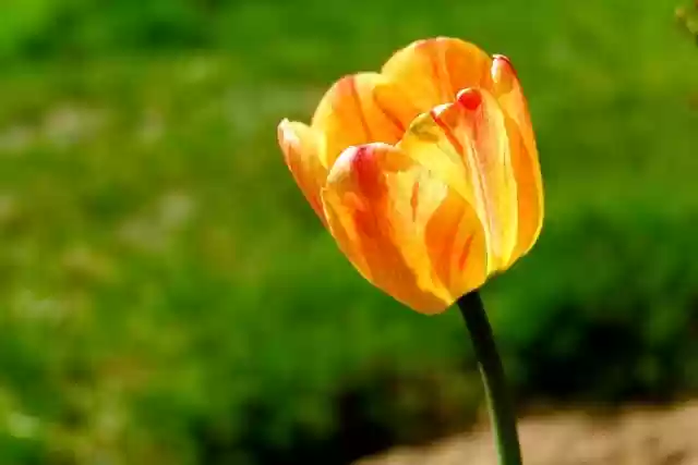 Free download flower tulip flora spring bloom free picture to be edited with GIMP free online image editor