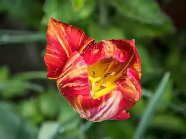 Free download Flower Tulip Garden -  free photo or picture to be edited with GIMP online image editor