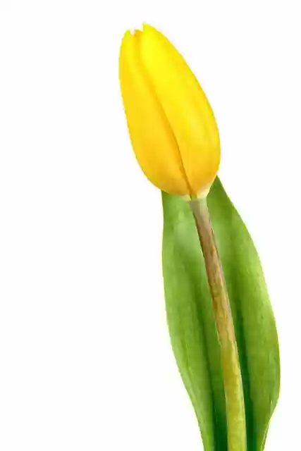 Free download flower tulip leaf plant petal free picture to be edited with GIMP free online image editor