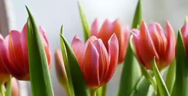 Free download flower tulips blossoms petals free picture to be edited with GIMP free online image editor