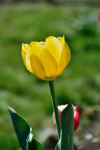 Free download flower tulip yellow tulip free picture to be edited with GIMP free online image editor