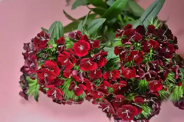 Free download Flower Viet Nam -  free photo or picture to be edited with GIMP online image editor