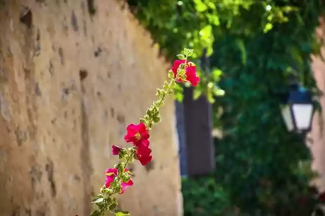 Free download Flower Vine Wayward -  free photo or picture to be edited with GIMP online image editor